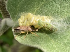Asopinae