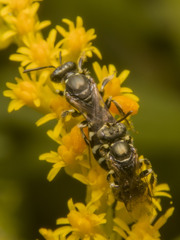 Perdita octomaculata