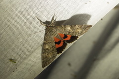 Catocala nupta