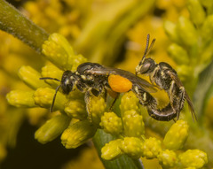 Perdita octomaculata