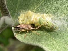 Asopinae
