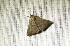 Hypena proboscidalis