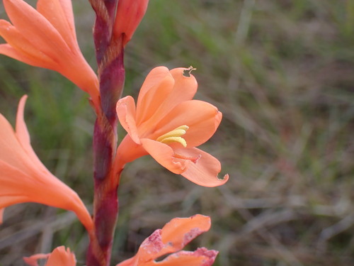 Image of Watsonia laccata by (c) Ren Hoekstra, some rights reserved (CC BY)