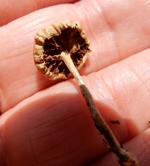 Agrocybe putaminum