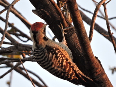 Dryobates scalaris