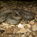 Spotted Whip Snake - Photo (c) hossein_nabizadeh, some rights reserved (CC BY-NC)