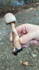 Leucoagaricus americanus