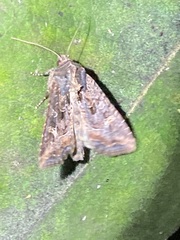 Helotropha reniformis