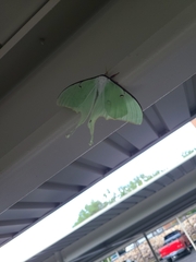 Actias luna