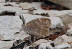 Pseudochazara thelephassa
