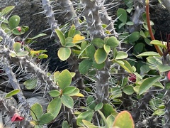 Euphorbia milii