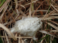 Eriophorum