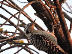 Dryobates scalaris