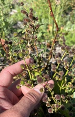 Echinodorus berteroi