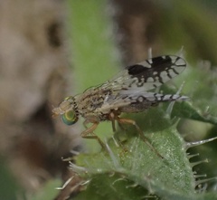 Tephritis divisa