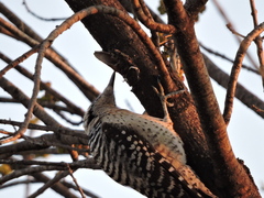 Dryobates scalaris