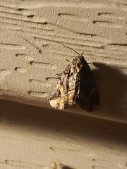 Homophoberia apicosa
