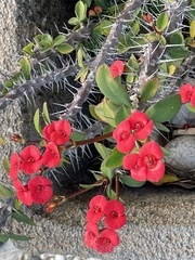 Euphorbia milii