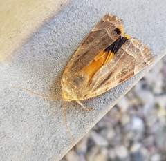 Noctua fimbriata