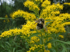 Bombus lucorum