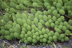Myriophyllum aquaticum