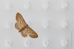 Idaea seriata