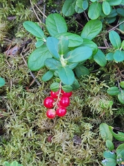 Vaccinium vitis-idaea