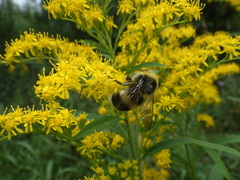 Bombus lucorum