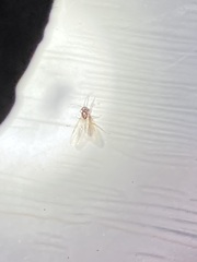 Formicidae