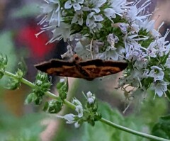 Pyrausta californicalis