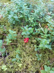 Vaccinium vitis-idaea