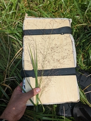 Eragrostis spectabilis