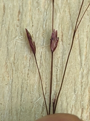 Eragrostis spectabilis