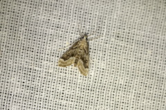 Parapoynx stratiotata