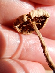 Agrocybe putaminum