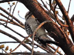 Dryobates scalaris