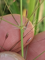 Eragrostis spectabilis