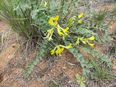 Astragalus longipetalus