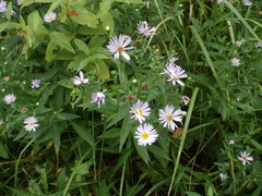 Symphyotrichum × salignum