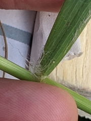 Eragrostis spectabilis