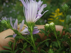 Symphyotrichum × salignum