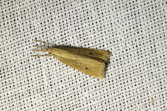 Chilo phragmitella