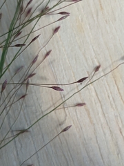 Eragrostis spectabilis