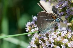 Satyrium spini