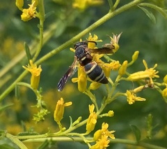 Euodynerus hidalgo