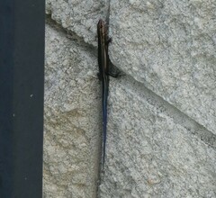 Plestiodon inexpectatus