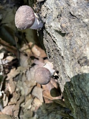 Lentinula edodes