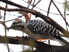 Dryobates scalaris