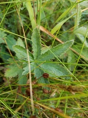 Potentilla pulcherrima