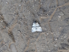 Catocala relicta